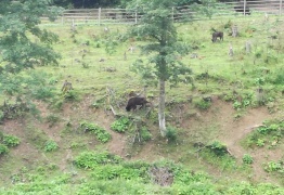  (photo)
