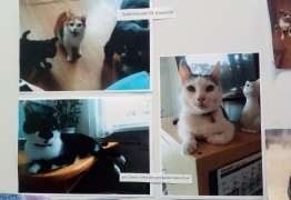  (photo)