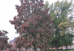  (photo)