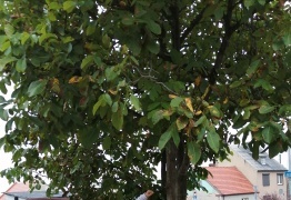  (photo)