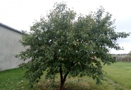  (photo)