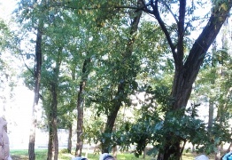  (photo)