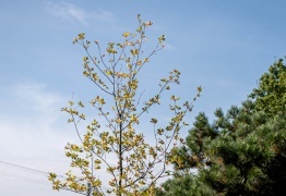  (photo)