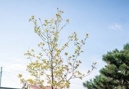  (photo)