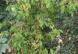  (photo)