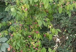  (photo)