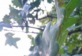  (photo)