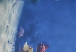  (photo)