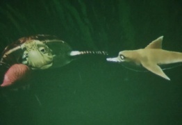  (photo)