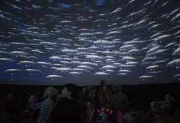  (photo)