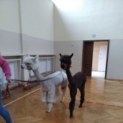 Odwiedziny Alpak w przedszkolu